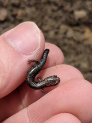 Plethodon dorsalis