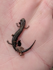 Plethodon dorsalis