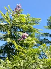 Jacaranda