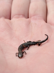 Plethodon dorsalis