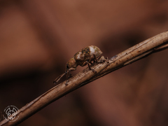 Phytoscaphus triangularis