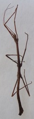 Rhynchacris