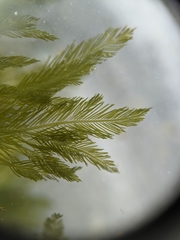 Bryopsis corticulans