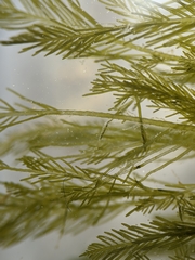 Bryopsis corticulans
