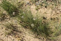 Allium polyrhizum