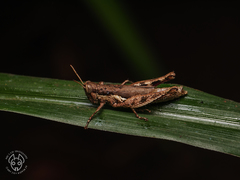 Pseudoxya