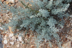 Artemisia rutifolia
