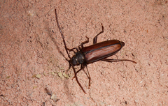 Meroscelisus servillei