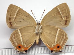 Favonius ultramarinus