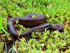 Thamnophis melanogaster