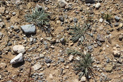 Convolvulus ammannii