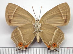 Favonius ultramarinus