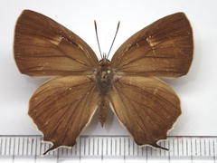 Favonius ultramarinus
