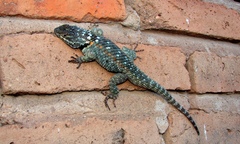 Sceloporus torquatus