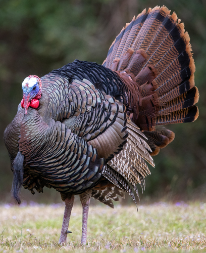 Wild Turkey photographed in South Carolina