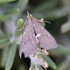 Pyrausta laticlavia