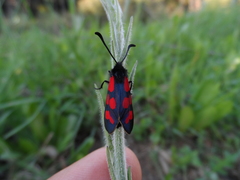 Zygaena graslini