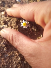 Thymophylla concinna