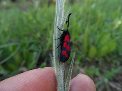 Zygaena graslini