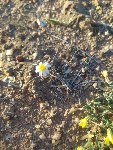 Image of Sonoran pricklyleaf by (c) Tereka Lasso, some rights reserved (CC BY-SA)