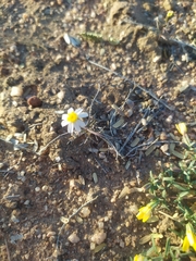 Thymophylla concinna