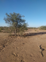 Thymophylla concinna