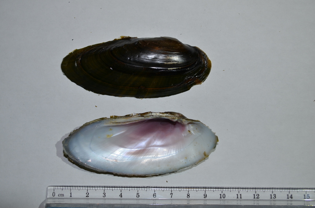 black sandshell