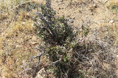 Prunus mongolica