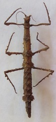 Rhynchacris