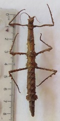 Rhynchacris