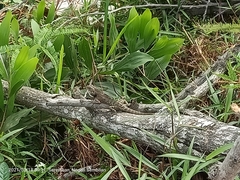 Calotes versicolor