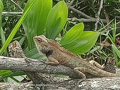 Calotes versicolor