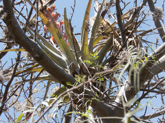 Tillandsia bourgaei