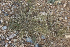Stipa glareosa
