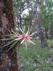 Tillandsia streptophylla