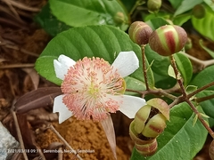 Tetracera indica