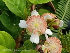 Tetracera indica