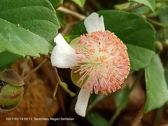 Tetracera indica