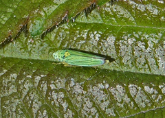 Graphocephala atropunctata