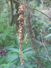 Mischocyttarus mexicanus cubicola