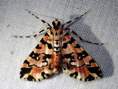 Conchylodes bryophilalis