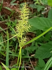 Cyperus
