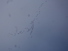 Grus grus