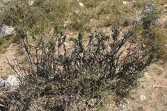 Prunus mongolica