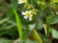 Oxalis barrelieri