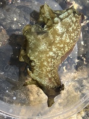 Aplysia sydneyensis