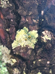 Flavopunctelia praesignis