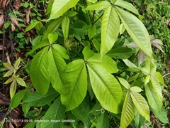Angiospermae