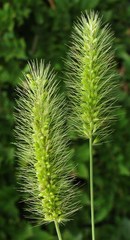 Setaria viridis viridis