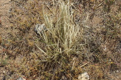 Stipa glareosa